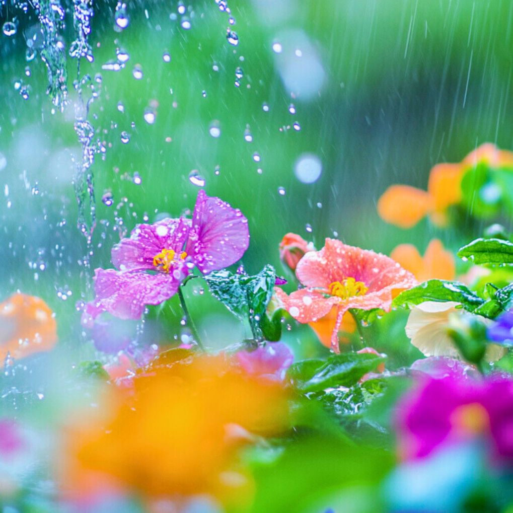 THE SPRING SHOWER